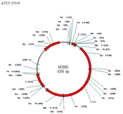 Vector Diagram