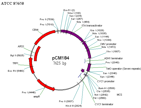 ATCC 87658 Vector map