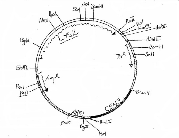 37470 vector map