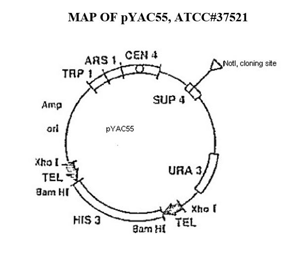 ATCC 37521 Vector Map