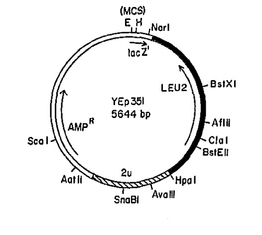 37672 vector map