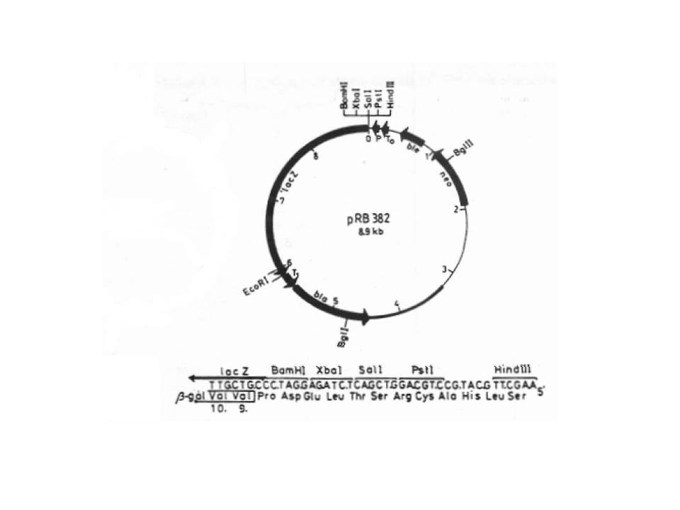 77378 Vector Map