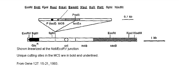 77485 vector map