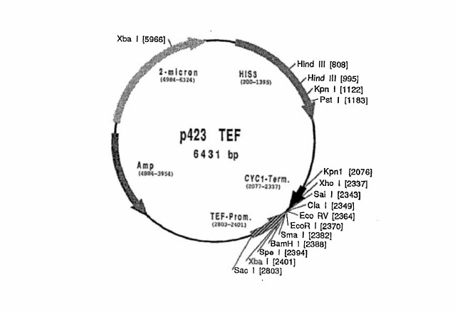 87363 Vector Map