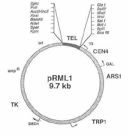 87707 vector map