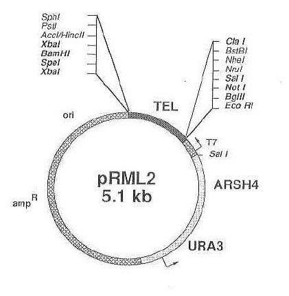 87708 vector map