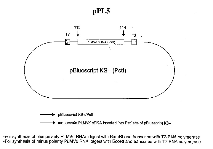 PVMC-29 vector map