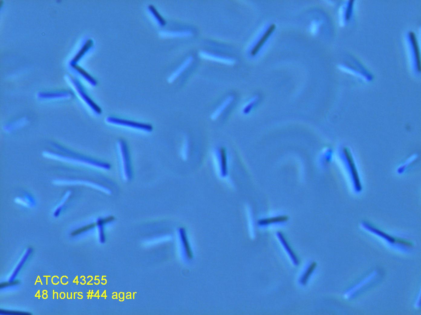 Micrograph of Cells at 1000X ATCC 43255