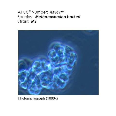 ATCC 43569 Photomicrograph