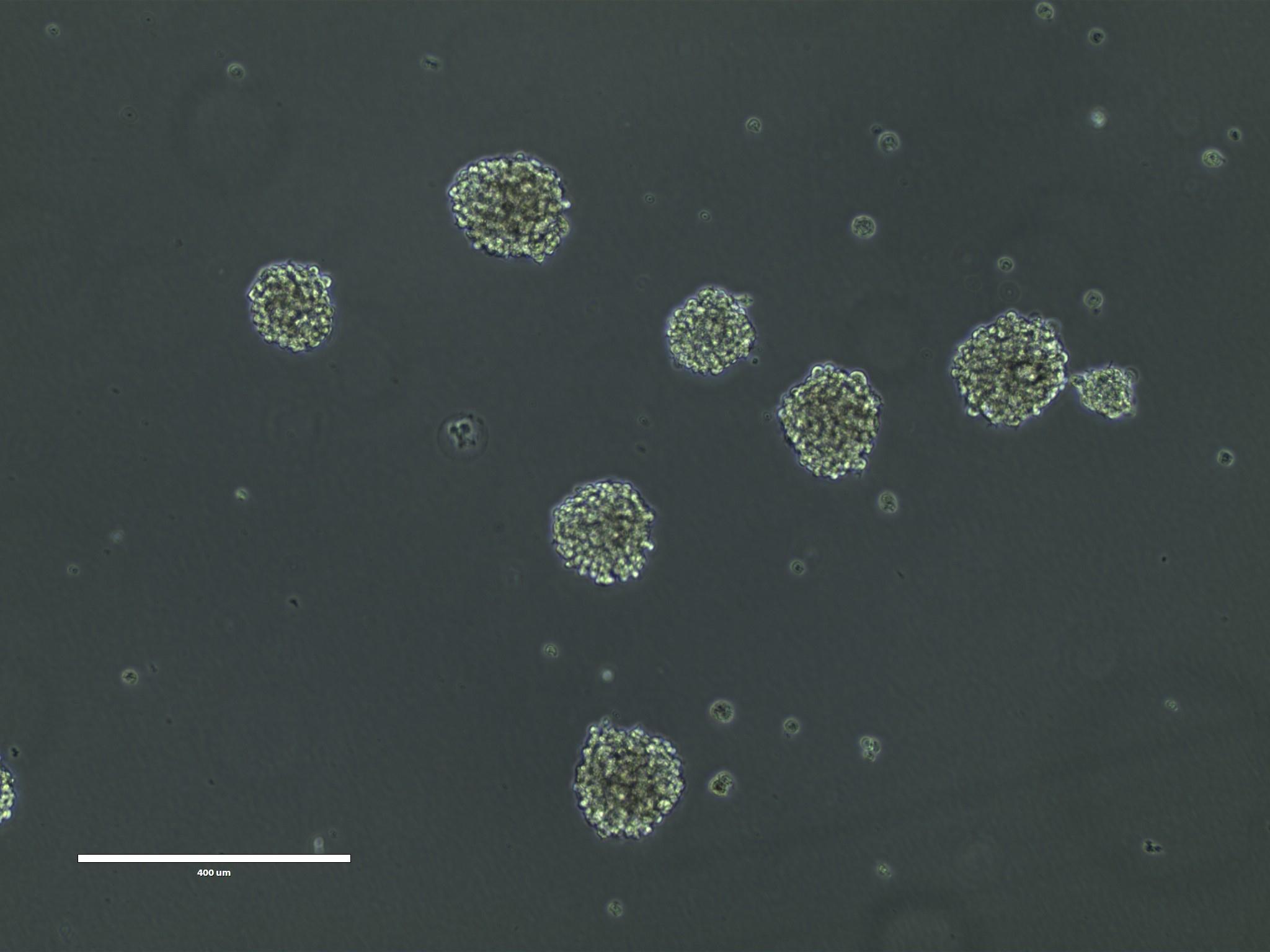 BT142 mut/- - ACS-1018 | ATCC