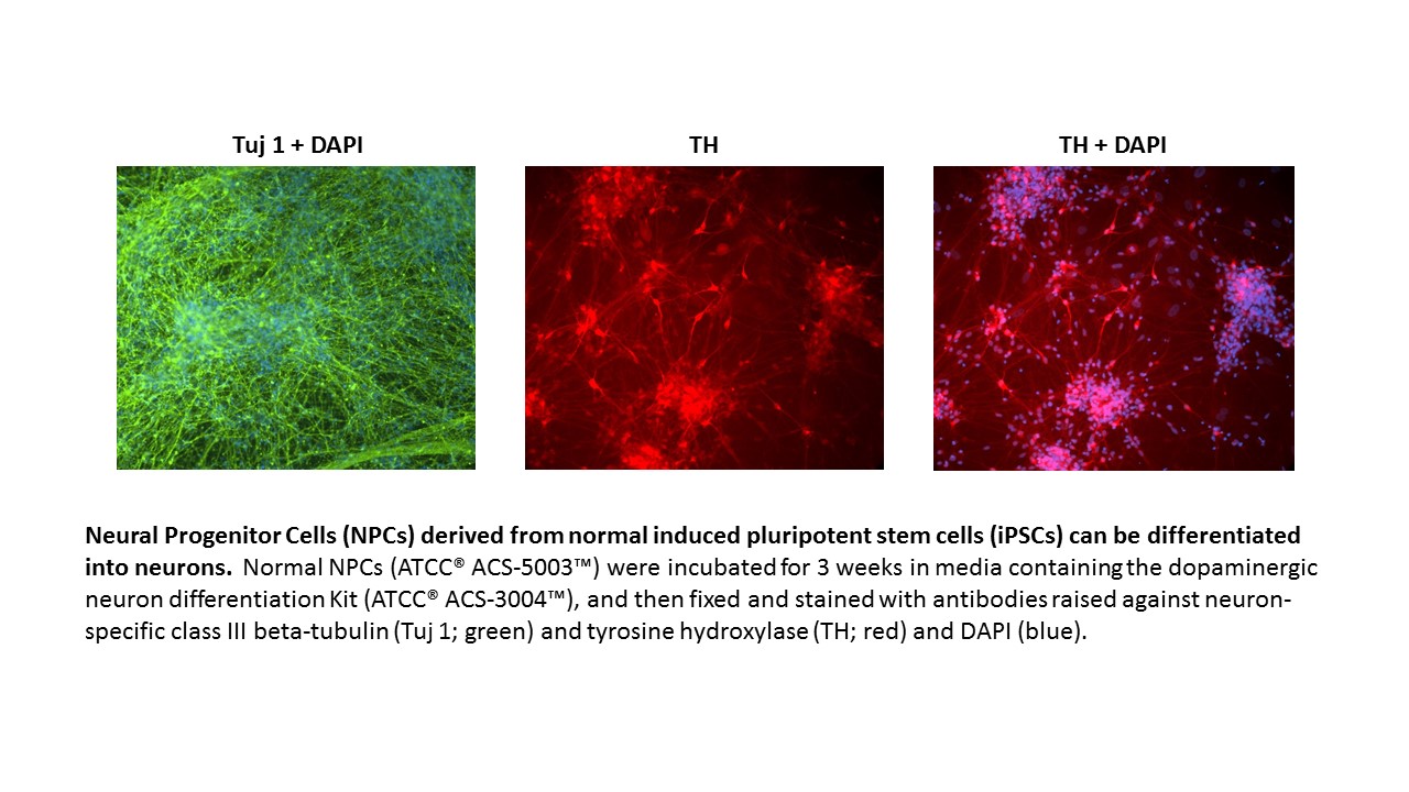 Neural Progenitor Cell Origin ATCC-BXS0117 Normal; Human - ACS