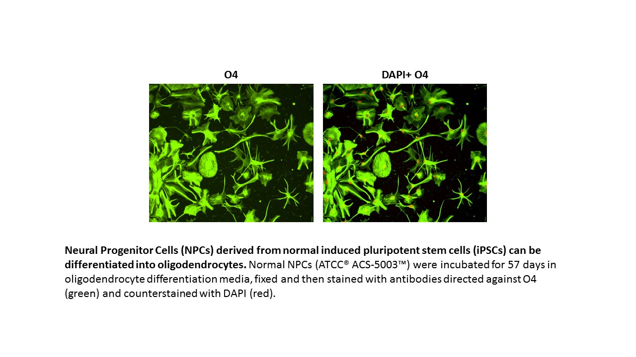 ACS-5003 Oligodendrocyte Markers