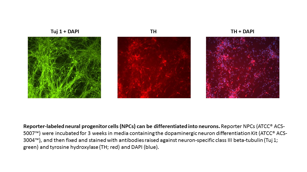 ACS-5007 Differentiation Markers
