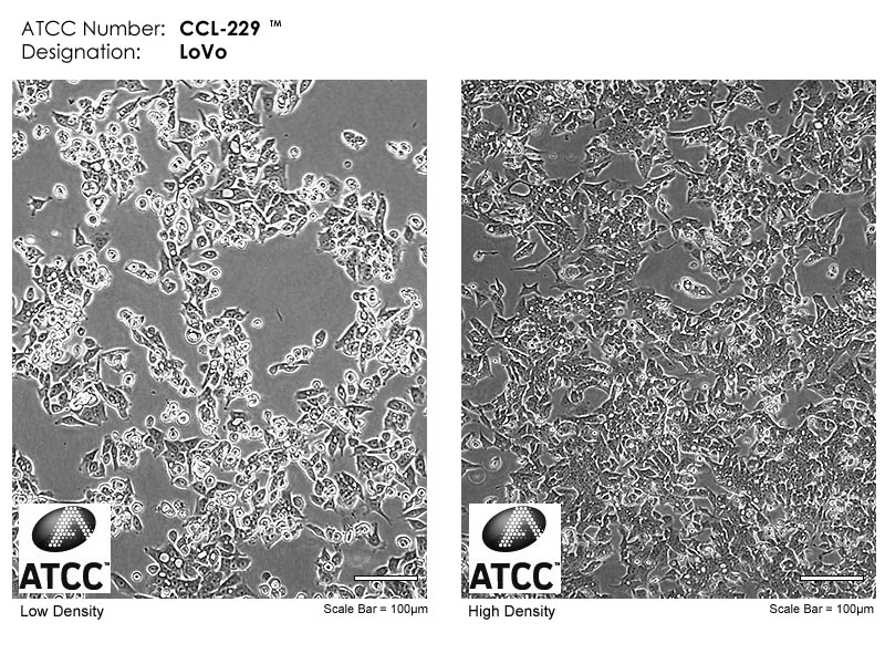 LoVo - CCL-229 | ATCC