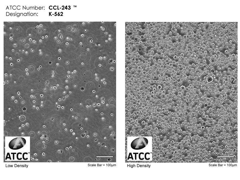 CCL-243 Micrograph