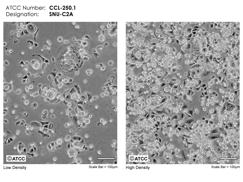 SNUC2A CCL250.1 ATCC