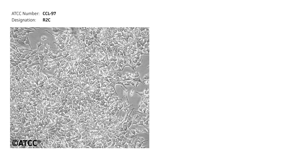R2C ATCC CCL-97 Cell Micrograph