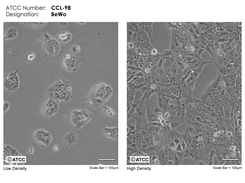 BeWo CCL98 ATCC