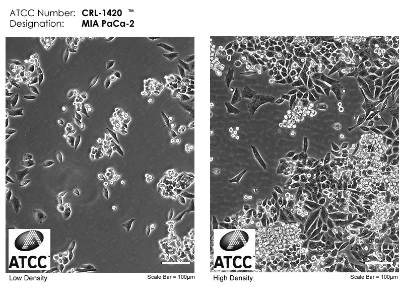 CRL-1420 Micrograph