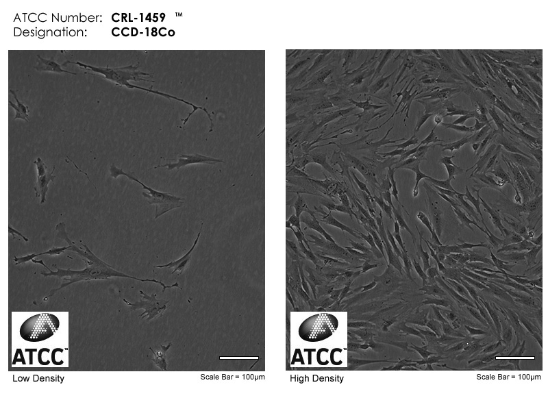 ATCC CRL-1459 Cell Micrograph