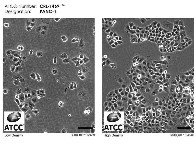 CRL-1469 Micrograph