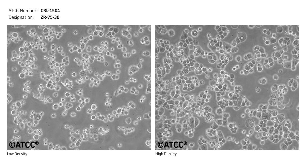 ATCC CRL-1504 Cell Micrograph