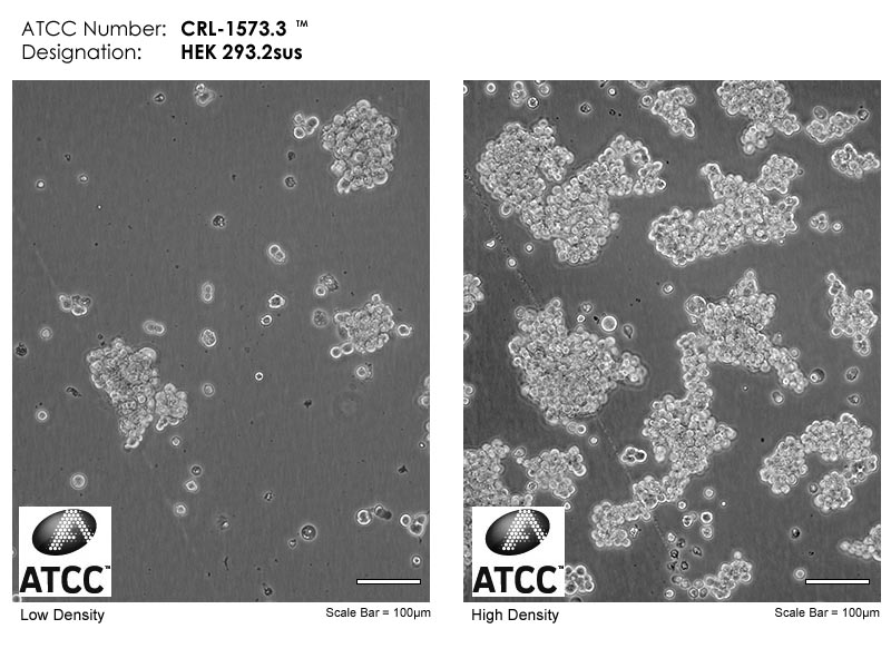 ATCC CRL-1573.3 Cell Micrograph