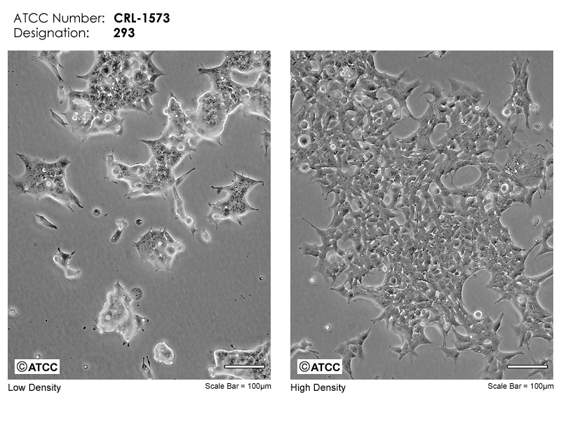 293 [HEK-293] - CRL-1573 | ATCC