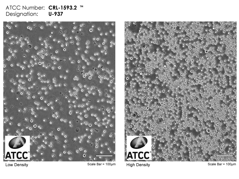 ATCC CRL-1593.2 Cell Micrograph