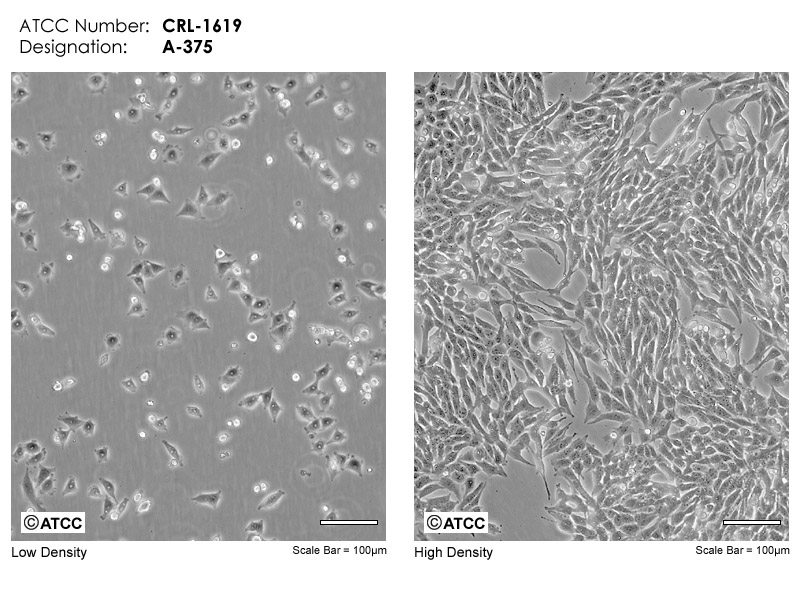 A Morphology Of A375 Cells Treated By 4 4 µm Of Eu 5 And Stained With