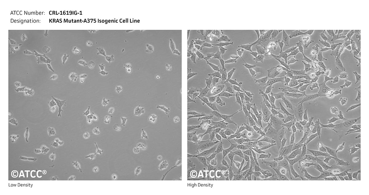 ATCC CRL-1619IG-1 KRAS mutant-A375 Isogenic Cell Line Cell Micrograph