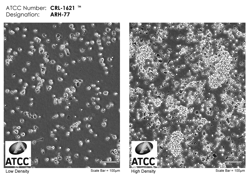 CRL-1621 Micrograph