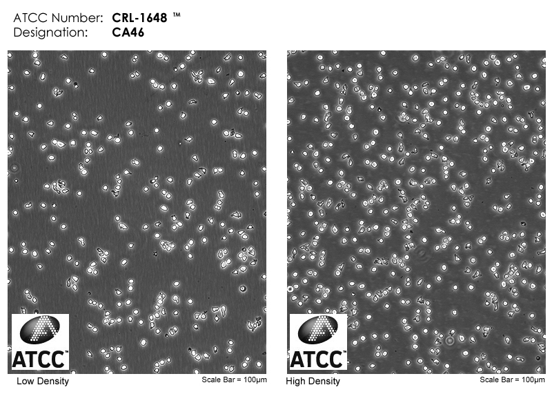 CRL-1648 Micrograph