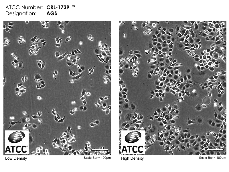 ATCC CRL-1739 Cell Micrograph