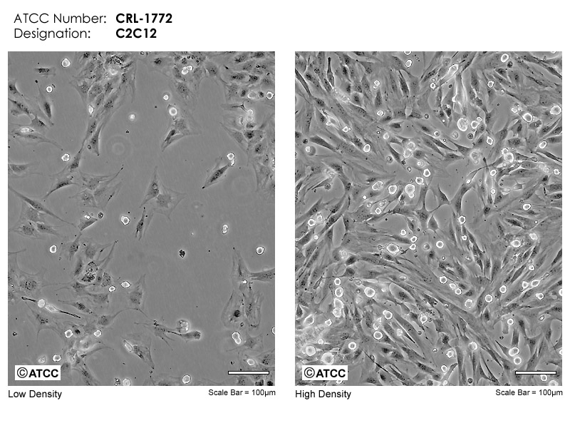 C2C12 ATCC