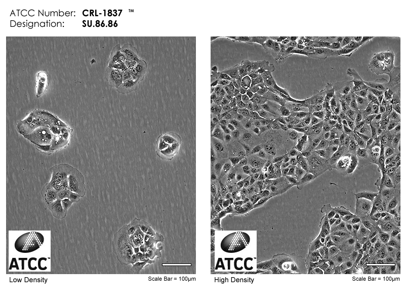 CRL-1837 Micrograph