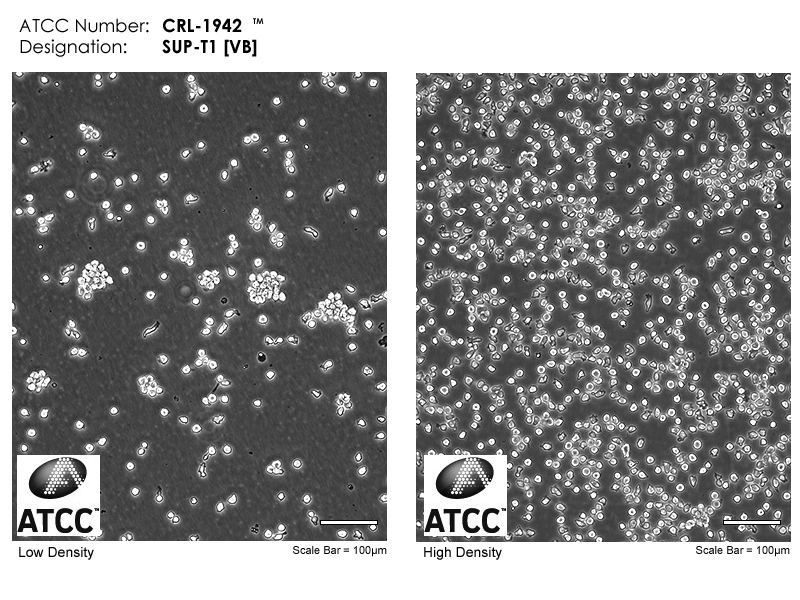 CRL-1942 Micrograph