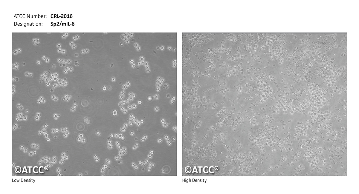 CRL-2016 micrograph