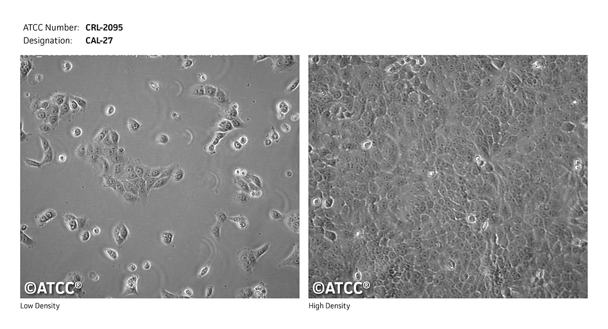 CRL-2095 micrograph