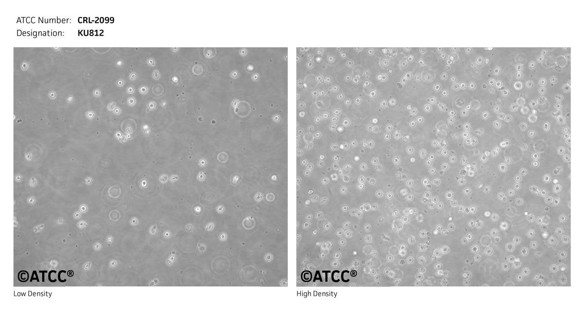 ATCC CRL-2099 Cell Micrograph