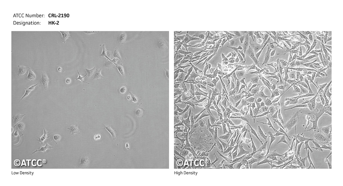 CRL-2190 micrograph