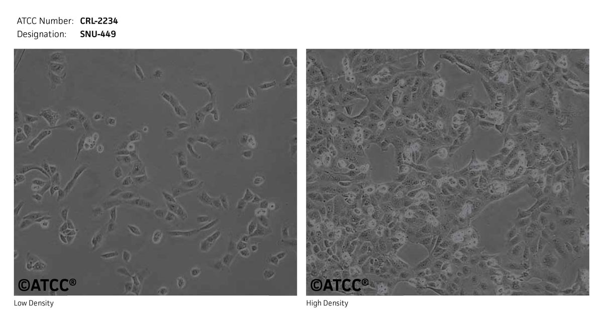 ATCC CRL-2234 Cell Micrograph