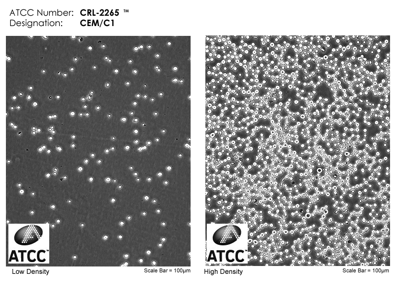 CRL-2265 Micrograph