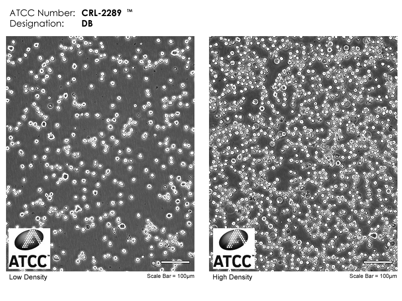 CRL-2289 Micrograph