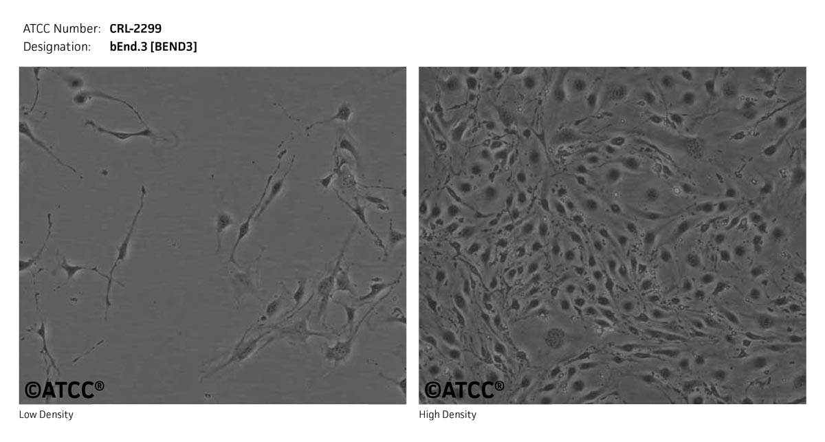 ATCC CRL-2299 Cell Micrograph