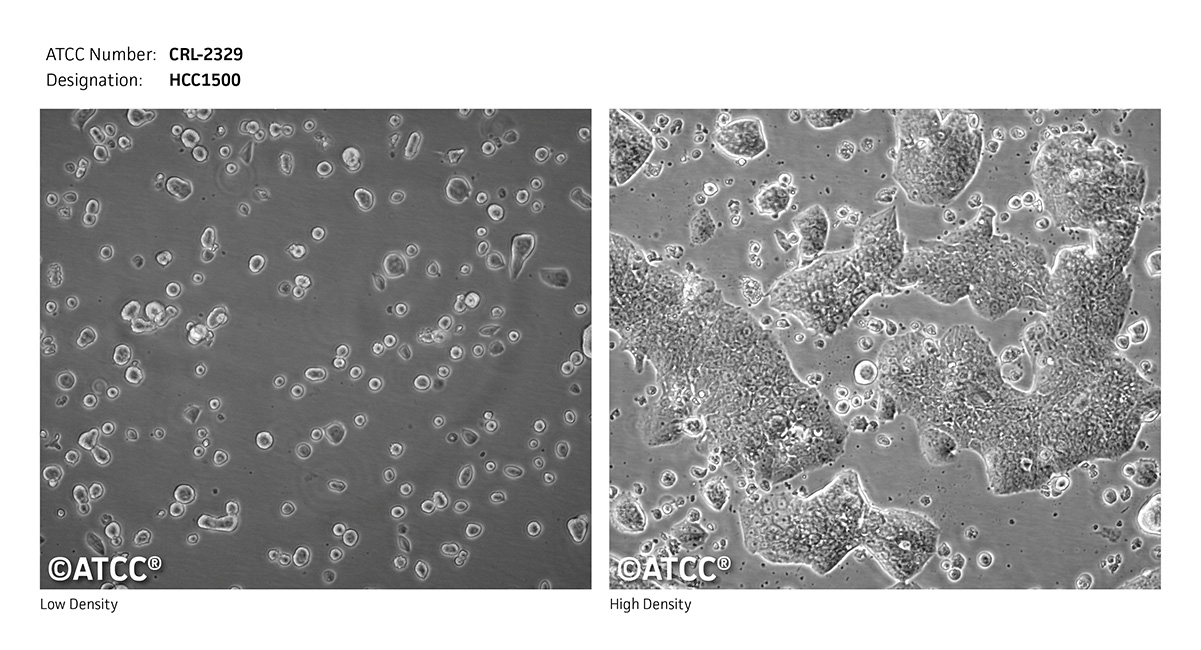 CRL-2329 micrograph