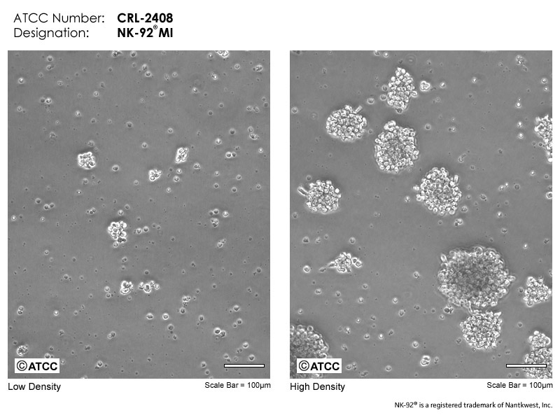 ATCC CRL-2408 Micrograph