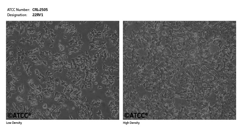 ATCC CRL-2505 Cell Micrograph