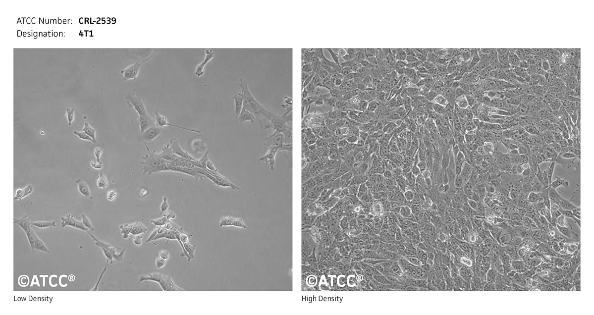 Cell micrograph