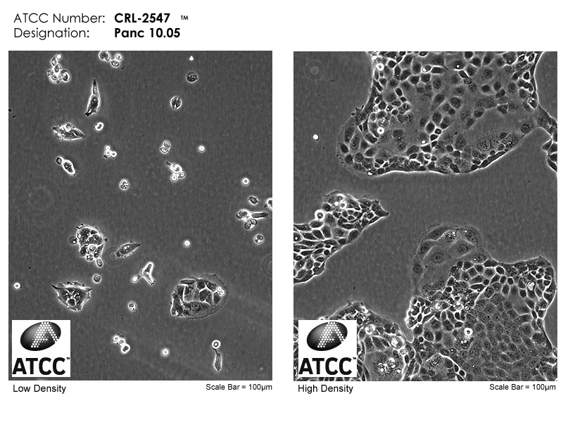 CRL-2547 Micrograph